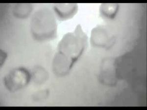 Cover: Mikroskopvideo 006 - Kochsalz x 200 - table salt magnified