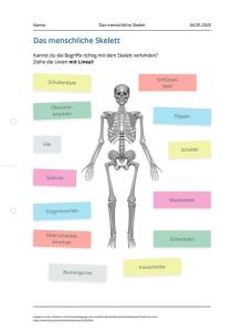 Cover: Das menschliche Skelett -Übungsblatt