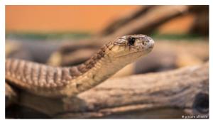 Cover: Especies de reptiles está en peligro de extinción