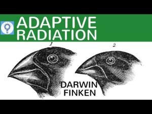 Cover: Adaptive Radiation - die Darwin Finken einfach erklärt | Evolution 17