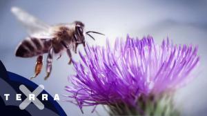 Cover: 10 Fakten über Bienen | Superzeitlupe