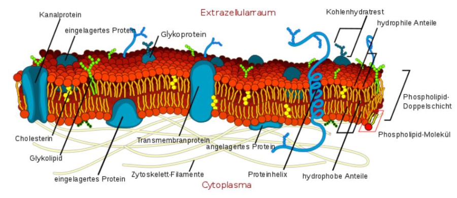 Cover: Biomembranen 