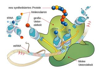 Cover: Translation - 2. Schritt der Proteinbiosynthese 