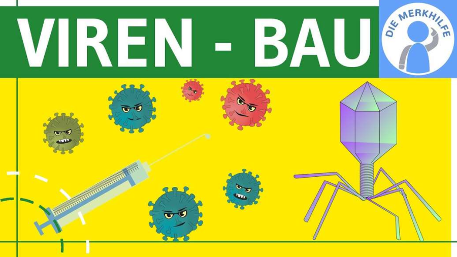 Cover: Viren - Bau, Symptome, Aufbau & Merkmale einfach erklärt - Genetik - Virengenetik & Bakteriengenetik