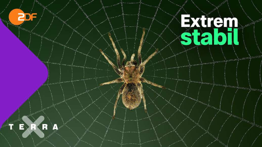 Cover: Warum Spinnenseide so besonders ist | Terra X plus