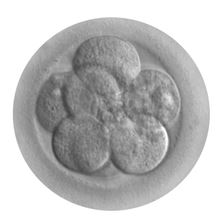 Cover: Stammzellenforschung