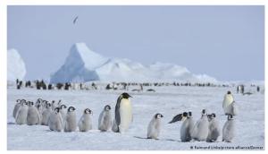 Cover: La protección de la Antártida