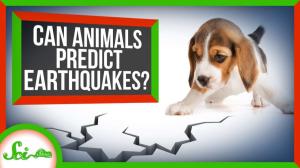 Cover: Can Animals Predict Earthquakes?