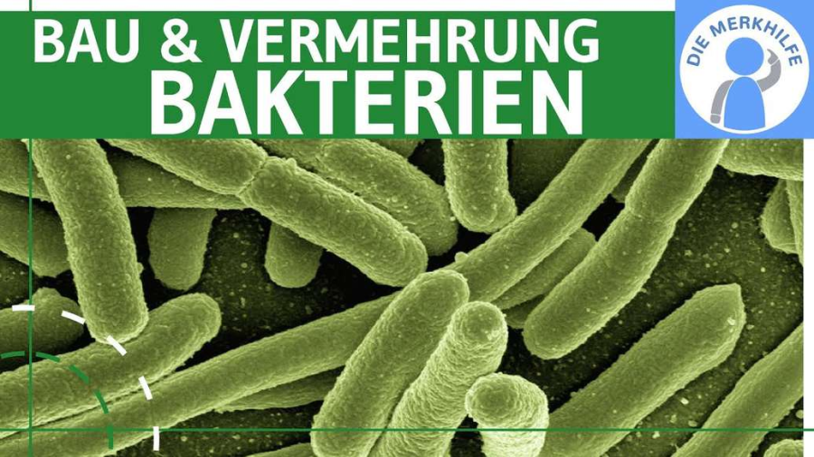 Cover: Bakterien - Bau & Vermehrung einfach erklärt - Genetik / Zytologie