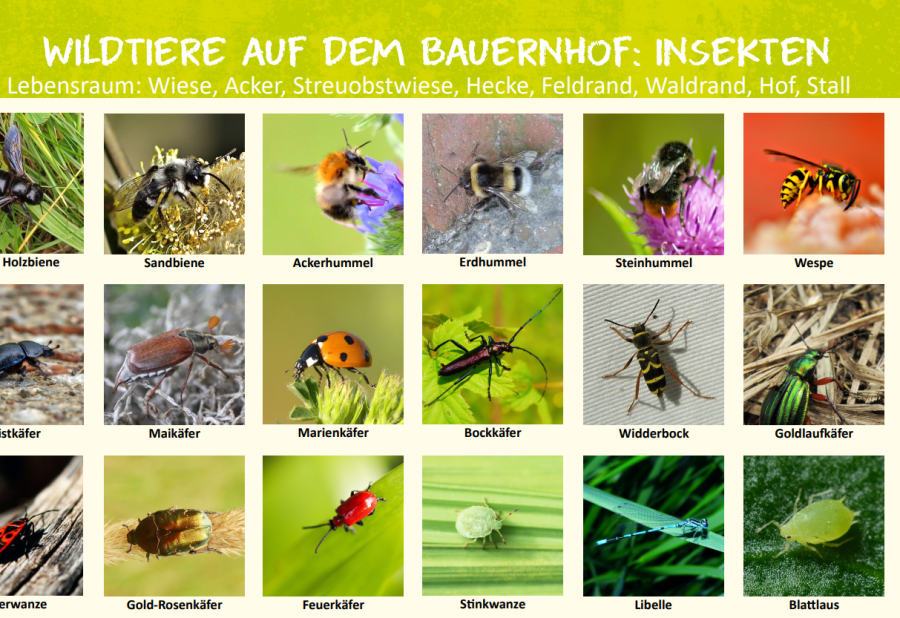 Cover: Insekten Bestimmungstafel 