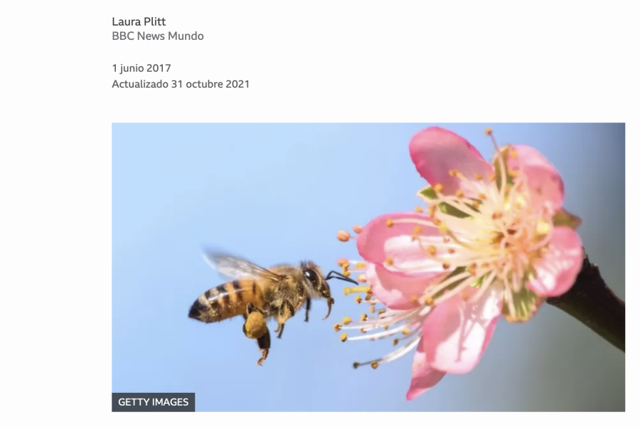 Cover: Desapareción de las abejas