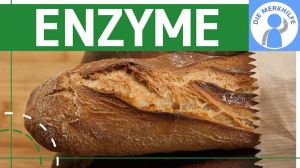 Cover: Enzyme als Biokatalysatoren einfach erklärt - Was sind Enzyme? Enzymaktivität - Stoffwechselbiologie