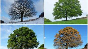Cover: Jahreszeiten: Vier Fotos eines Baumes