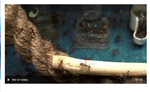 Cover: Los costes del atasco | Aprender de las hormigas