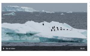 Cover: Antártida | el derretimiento del hielo marino amenaza a los pingüinos