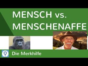Cover: Mensch vs. Menschenaffe - Mensch und Menschenaffe (Schimpanse) im Vergleich 