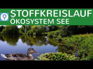 Cover: Stoffkreislauf - Nahrungsbeziehungen & Stickstoffkreislauf im Ökosystem See - Ökosysteme 3