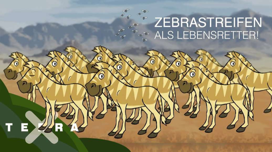 Cover: Darum haben Zebras Streifen – Evolution einfach erklärt. | Terra X