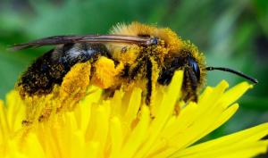 Cover: LIFE OF BEE – WELT, BIENEN, HONIG UND DAS GROSSE STERBEN