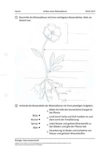 Cover: Aufbau einer Blütenpflanze