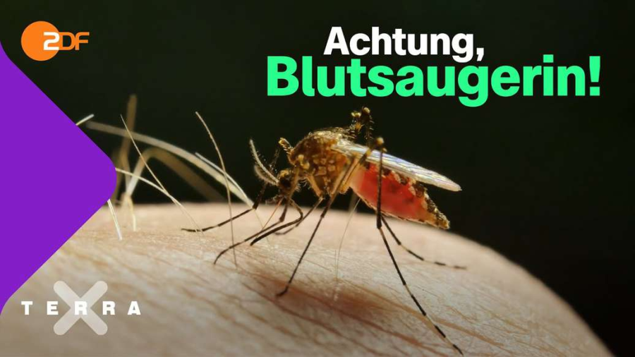 Cover: Blutsaugerin! - Darum stechen nur die weiblichen Mücken | Terra X plus