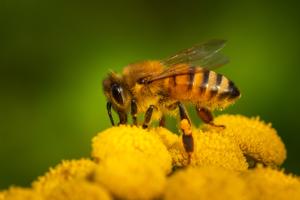 Cover: Bienen | In Deutschland summt es