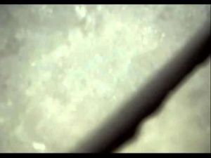 Cover: Mikroskopvideo Zuckerwürfel x 200 -