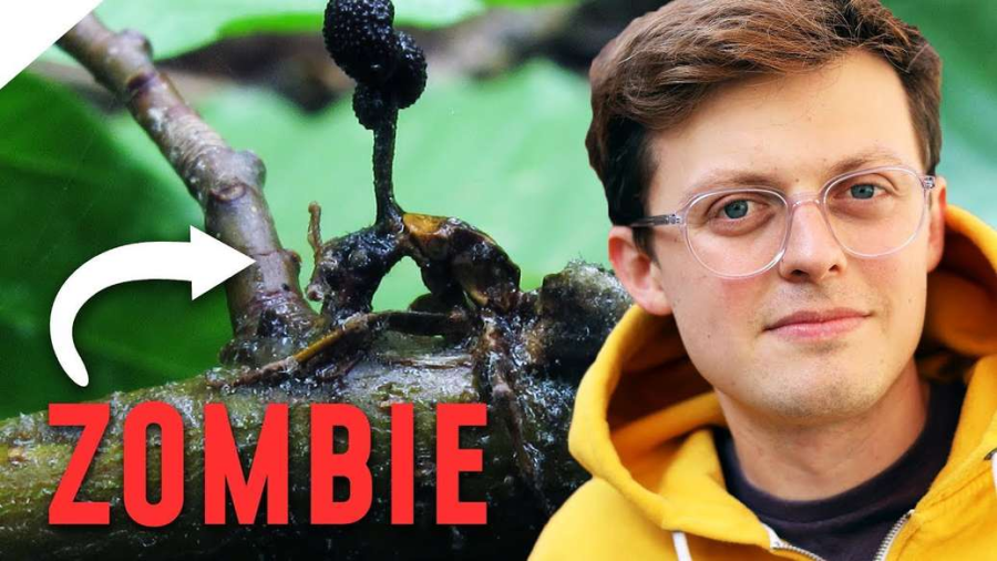 Cover: Wie Parasiten ihre Opfer in Zombies verwandeln