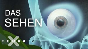 Cover: Das Auge – eine Erfolgsgeschichte der Evolution | Terra X