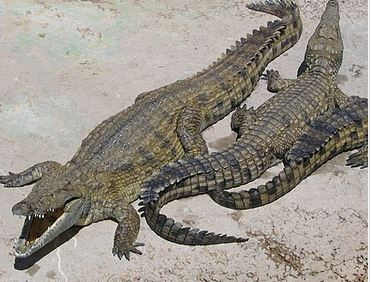 Cover: Krokodile