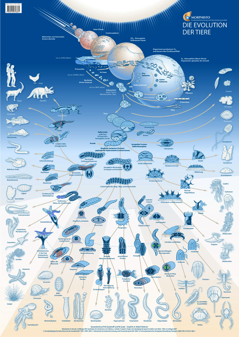 Cover: Die Evolution der Tiere - Poster im Format DIN A1, 4. Auflage