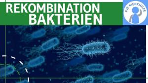 Cover: Rekombination bei Bakterien - Transduktion, Transformation & Konjugation einfach erklärt - Genetik