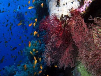 Cover: Korallenriffe: Gefährdung eines Ökosystems und Entwicklung von Schutzmaßnahmen