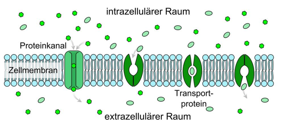 Cover: Stofftransport durch Biomembranen