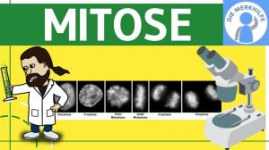 Cover: Mitose einfach erklärt - Zellteilung 1 - Zellzyklus, Ablauf, Phasen & Zusammenfassung - Genetik