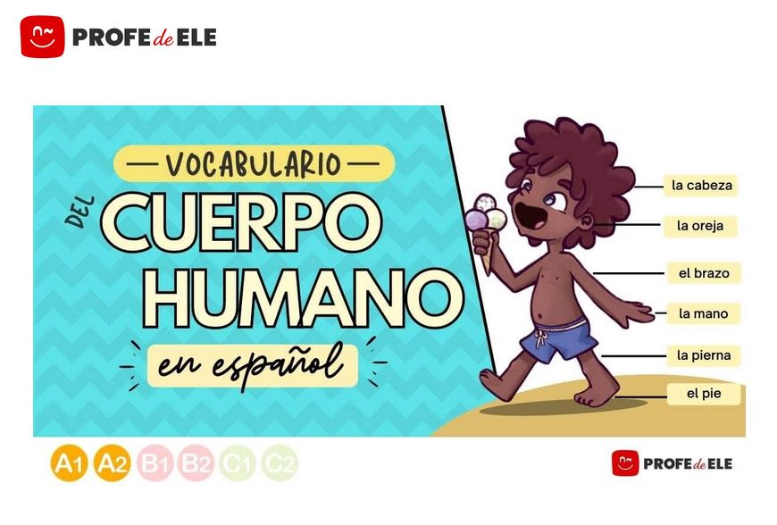 Cover: Vocabulario del cuerpo humano en español