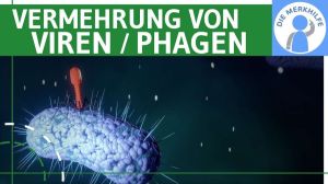 Cover: Vermehrung von Viren / Phagen einfach erklärt - Lytischer & Lysogener Zyklus, Bakterienzelle Genetik