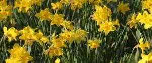 Cover: St David's Day - A Welsh Holiday
