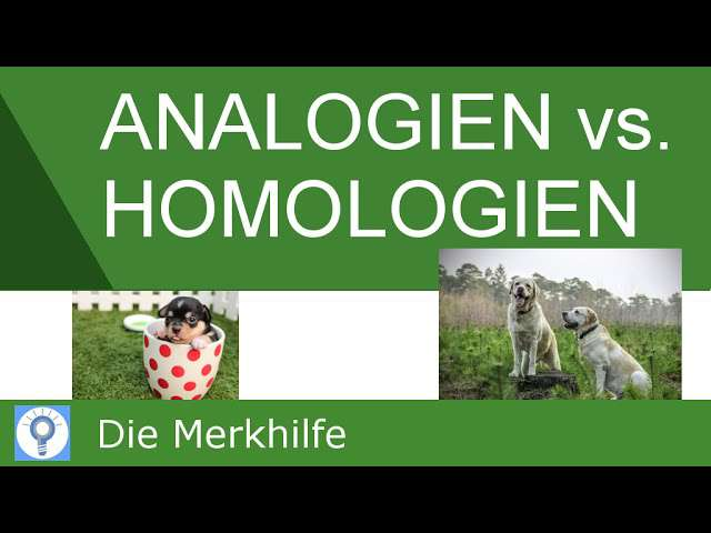 Cover: Analogien und Homologien & Nachweis von Homologien - Systematik der Tiere | Evolution 20