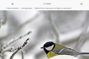 Cover: Vögel im Winter: Lebensweise von Vögeln im Jahresverlauf