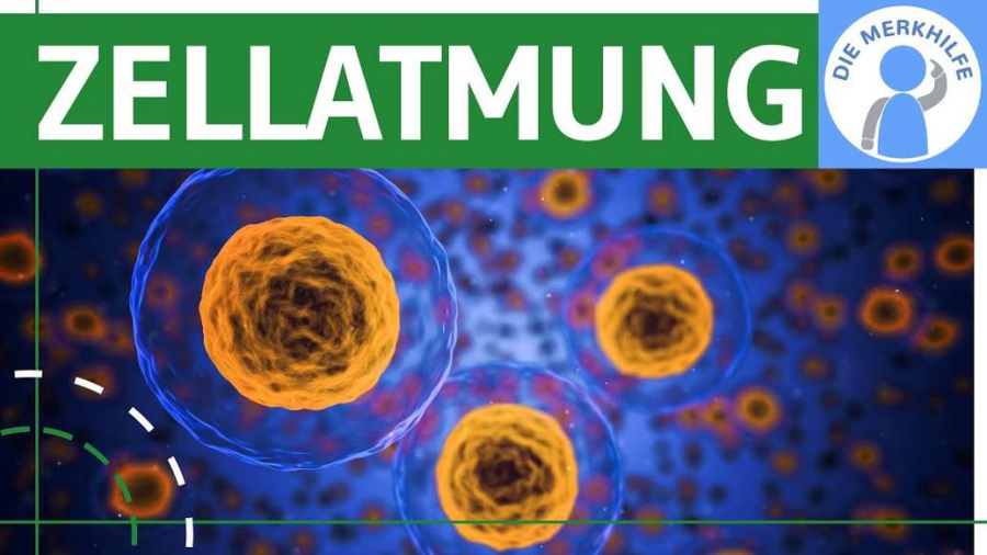 Cover: Zellatmung - Zusammenfassung & Überblick einfach erklärt - Funktion, ATP & ADP, Abschnitte - Bio