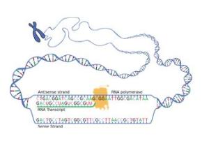 Cover: Transkription - 1. Schritt der Proteinbiosynthese